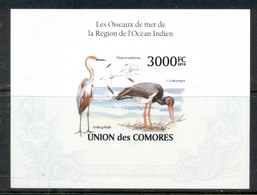 Comoro Is 2009 Sea Birds Of The Indian Ocean MS IMPERF MUH - Comores (1975-...)