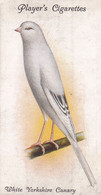 5 White Yorkshire Canary - Aviary & Cage Birds -1933 - Players Original Cigarette Card. - Player's
