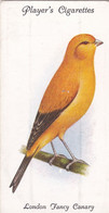 13 London  Fancy Canary - Aviary & Cage Birds -1933 - Players Original Cigarette Card. - Player's