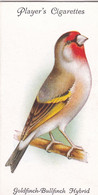 18 Goldfinch Bullfinch Hybrid - Aviary & Cage Birds -1933 - Players Original Cigarette Card. - Player's