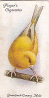 16 Goldfinch Canary Mule - Aviary & Cage Birds -1933 - Players Original Cigarette Card. - Player's