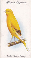 7 Border Fancy Canary - Aviary & Cage Birds -1933 - Players Original Cigarette Card. - Player's