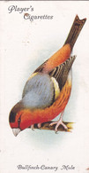 15 Bullfinch Canary Mule - Aviary & Cage Birds -1933 - Players Original Cigarette Card. - Player's