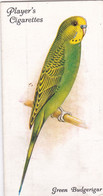 20 Green Budgerigar - Aviary & Cage Birds -1933 - Players Original Cigarette Card. - Player's