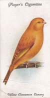 6 Yellow Cinnamon Canary - Aviary & Cage Birds -1933 - Players Original Cigarette Card. - Player's