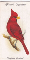 41 Virginian Cardinal - Aviary & Cage Birds -1933 - Players Original Cigarette Card. - Player's