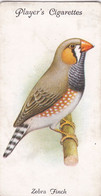 34 Zebra Finch - Aviary & Cage Birds -1933 - Players Original Cigarette Card. - Player's