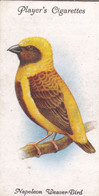 38 Napoleon Weaver Bird - Aviary & Cage Birds -1933 - Players Original Cigarette Card. - Player's