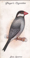 40 Java Sparrow - Aviary & Cage Birds -1933 - Players Original Cigarette Card. - Player's