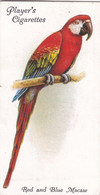 30 Red & Blue Macaw - Aviary & Cage Birds -1933 - Players Original Cigarette Card. - Player's