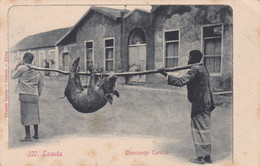 POSTCARD  PORTUGAL - AFRICA - OLD PORTUGUESE COLONY  - ANGOLA  - LUANDA - TRANSPORTE CURIOSO - Angola