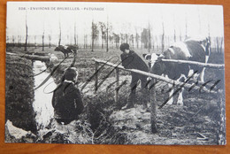 Paturage Bruxelles. Koe. Pub Offert Par Pharmacie Derneville Apotheek. N°338 - Vacas