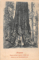 Wawona Tree, Yosemite - Yosemite