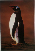 Gentoo  Penguin - Isole Falkland