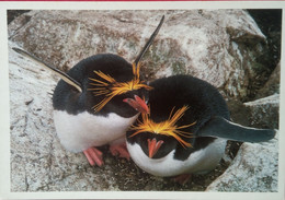 Macaroni Penguin Couple - Isole Falkland