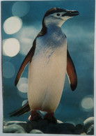 Chinstrap Penguin - Isole Falkland