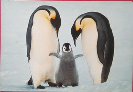 Emperor Penguin Family - Falkland Islands