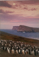 Gentoo Penguin Colony - Falkland Islands