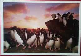 Rockhopper Penguins - Islas Malvinas