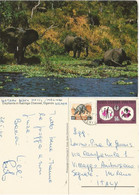 Uganda Elephants In Kazinga Channel From Malindi Kenya 28may1968 To Italy With WHO C50 + Regular C15 - Uganda