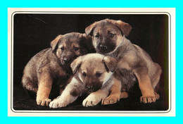 A938 / 537 CHIEN Chiot Berger Allemand - Dogs