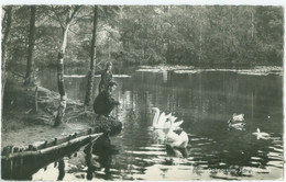 Ootmarsum 1962; Janninkskolk (Zwanen) - Gelopen. (Hotel Rest. Vos - Ootmarsum) - Ootmarsum