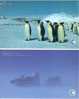 China, Bird, Birds, Penguin, Antarctic Research Expedition, Set Of 5 Pre-Stamped Post Cards, Original Folder, MNH** - Pinguine