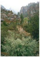 CPSM Zion National Park    L820 - Zion