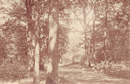 28 - Forêt De CHATEAUNEUF - Carte Photo Du Rond Point Du Calvaire En Sous Bois En 1921 - Châteauneuf