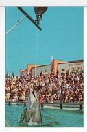 Porpoise Ringing The Fire Bell Sea Arama  Texas GAVELSTON - Galveston