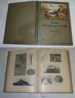 Bilderatlas Zur Tierkunde Mit Beschreibendem Text, Erster Teil: Die Wirbellosen Von Den Einzellern Bis Zu Den Gliederfüß - Animaux