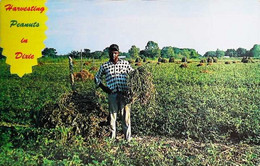 ►  HARVESTING PEANUTS In DIXIE  (South Land)   - Stamping DURHAM NC 1968 - Durham