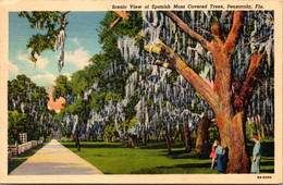 Florida Pensacola Scenic View Of Spanish Moss Covered Trees 1939 Curteich - Pensacola
