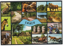 Emmen - Paard, Veulen, Pony, Vos, Haas, Melkbussen, Boer  -(Drenthe / Nederland) - L 7861 - Emmen