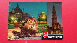 Antwerpen.T. - Lions