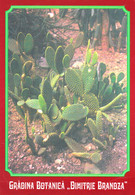 ROUMANIE / ROMANIA : CACTUS - JARDIN BOTANIQUE De BUCAREST / BOTANICAL GARDEN Of BUCHAREST (ah898) - Cactus