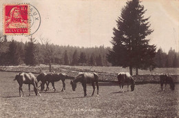 A La Montagne - Cachet Cornaux 1910 - Cheveaux Franche-Montagne -  Queue Coupée - Jura - Cornaux