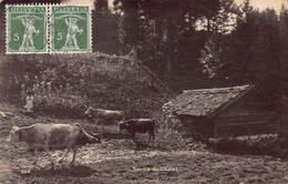 Sortie Du Chalet - Vaches - Fenil - Ed Perrochet - Roche