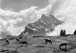 Braunwald-Alp Mit Ortstock - Kuhe ( 10 X 15 Cm) - Braunwald