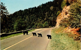 Tennessee Great Smoky Mountains Mother Bear And Cubs - Smokey Mountains