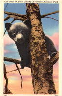 Tennessee Great Smoky Mountains Cub Bear In A Tree - Smokey Mountains