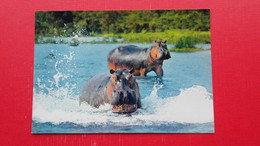 Hippopotames.Faune Africaine - Hippopotamuses