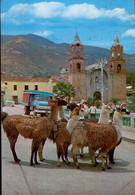 AYACUCHO    ( PEROU )  LAMAS EN LA PLAZA DE ARMAS - Peru