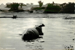 CPSM Grands Lacs Equatoriaux-L'hippopotame     L833 - Hippopotamuses