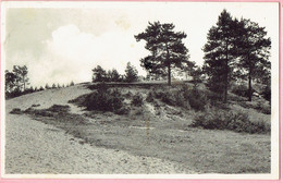 Kasterlee - Duinen Bij De Hoge Mouw - 1953 - Kasterlee