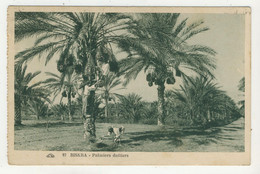 Biskra - Palmiers Dattiers - Biskra