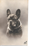 French Bulldog, Bouledogue Français, Französische Bulldogge, Chien, Dog, Hund, Cane - Old Photocard - Perros