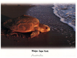(XX 1) Tortoise - Tortue De Mer - Turtles
