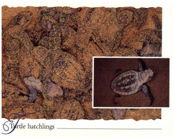 (XX 1) Tortoise - Tortue De Mer (baby Hatchlings) - Schildkröten