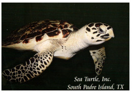 (XX 1) Sea Turtle - Tortue De Mer (South Padre Island - Texas) - Turtles